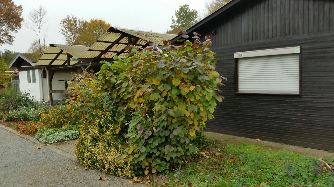 IMG-20151101-WA0018